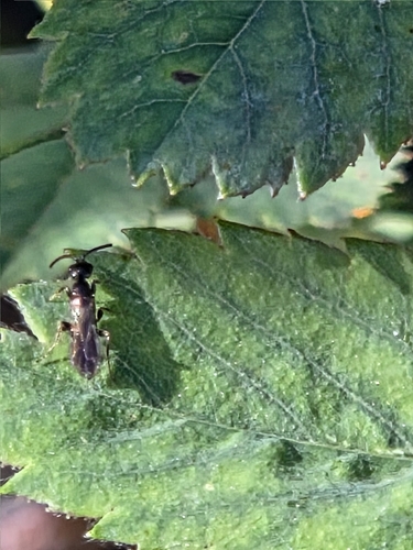 iNaturalist observation photo of Flat wasps