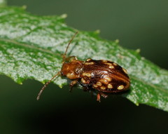 Chalcolampra pustulata