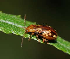 Chalcolampra pustulata