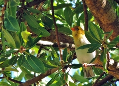 Anaplectes rubriceps rubriceps