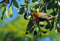 Anaplectes rubriceps rubriceps