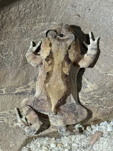 Ceará Smooth-horned Frog