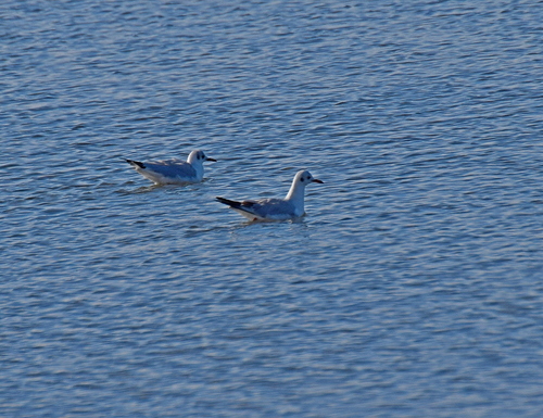 Slender-billed Gull (Chroicocephalus genei)