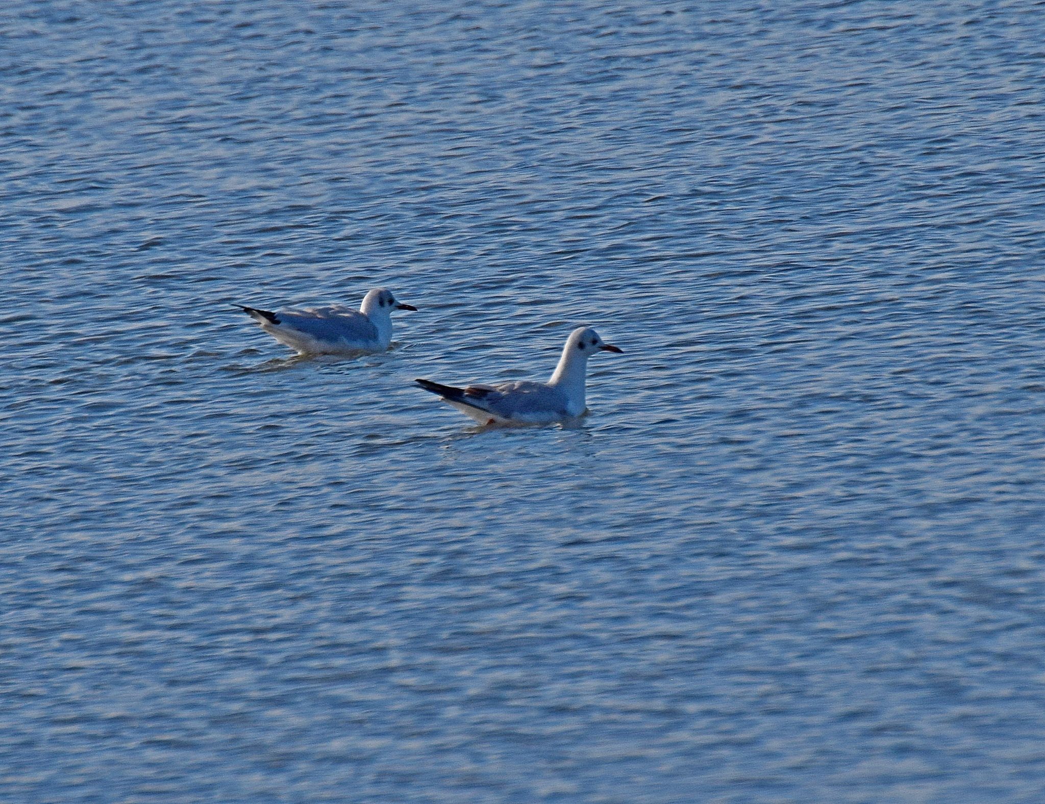 Slender-billed Gull (Chroicocephalus genei), photo 1