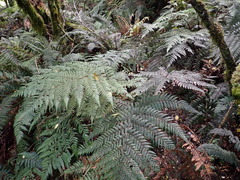 Dicksonia lanata