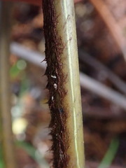 Dicksonia lanata