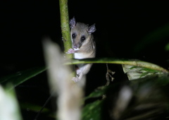 Didelphinae