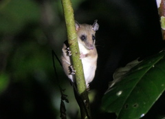 Didelphinae