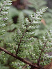 Dicksonia lanata