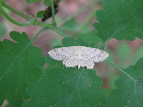 Tamsiakraštis Sprindžiukas