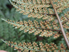 Dicksonia lanata