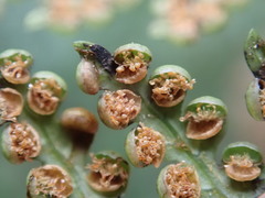 Dicksonia lanata