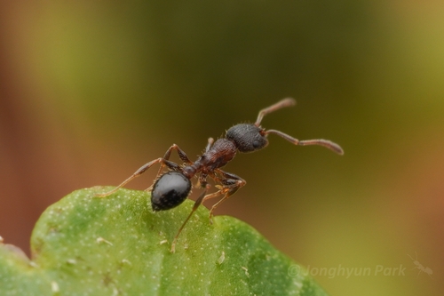 Temnothorax kuixingTemnothorax kuixing