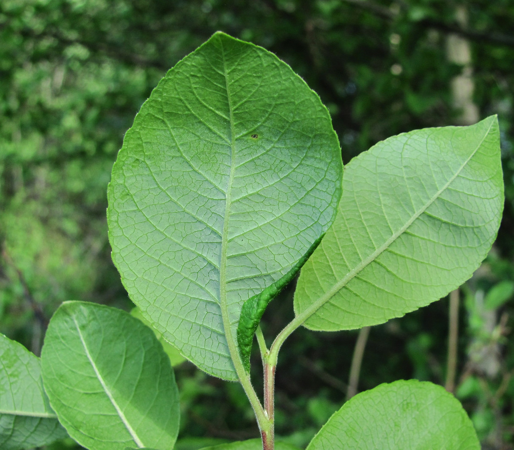 Slenderhorn Leaf-galler