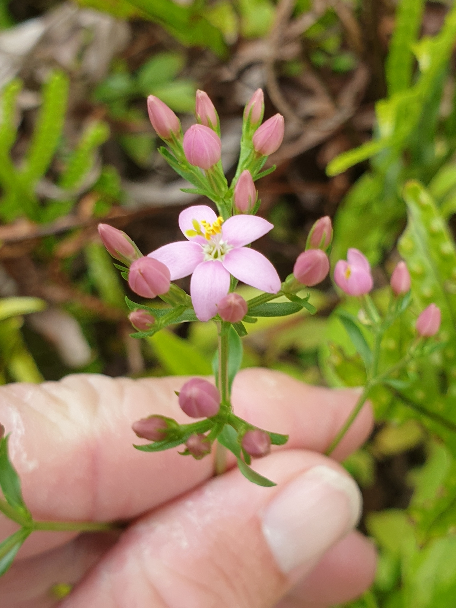 Common centaury