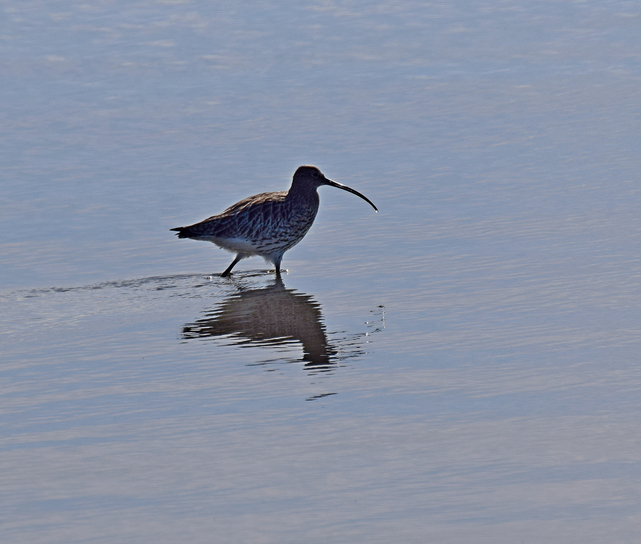 Eurasian Curlew (Numenius arquata), photo 4