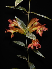 Aeschynanthus