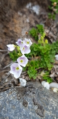 Veronica hookeriana