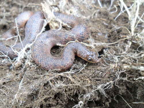 Photo of a Two-lined Mexican Earth Snake (Conopsis biserialis)