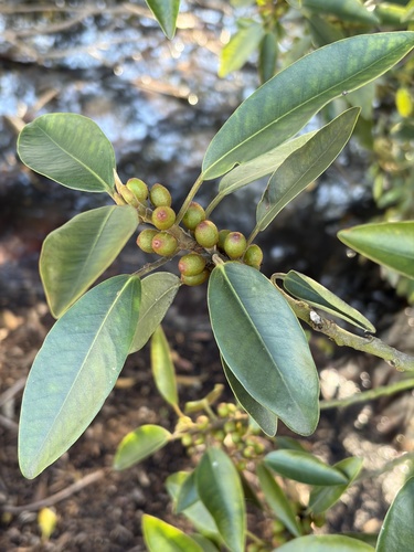 iNaturalist observation photo of Port Jackson fig