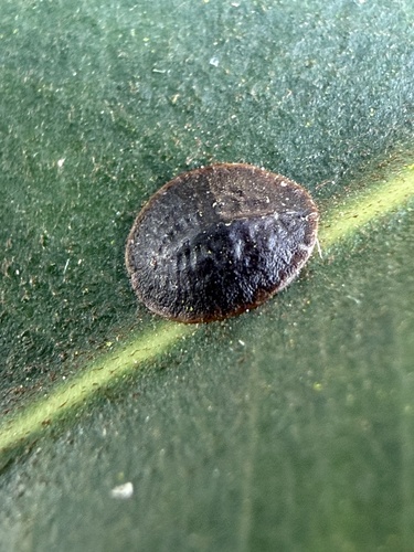 iNaturalist observation photo of Parasaissetia