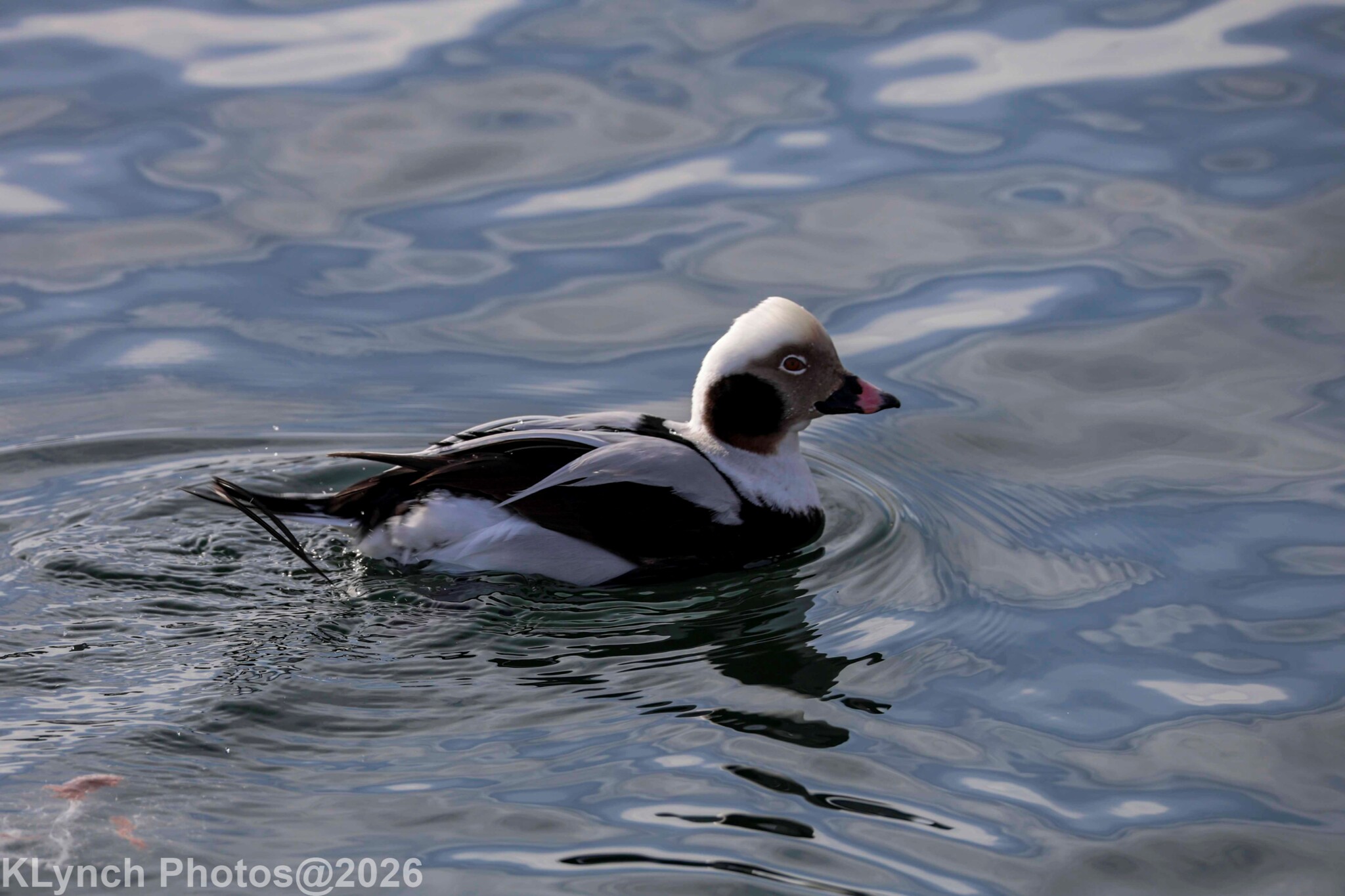 Long-tailed Duck (Clangula hyemalis), photo 7