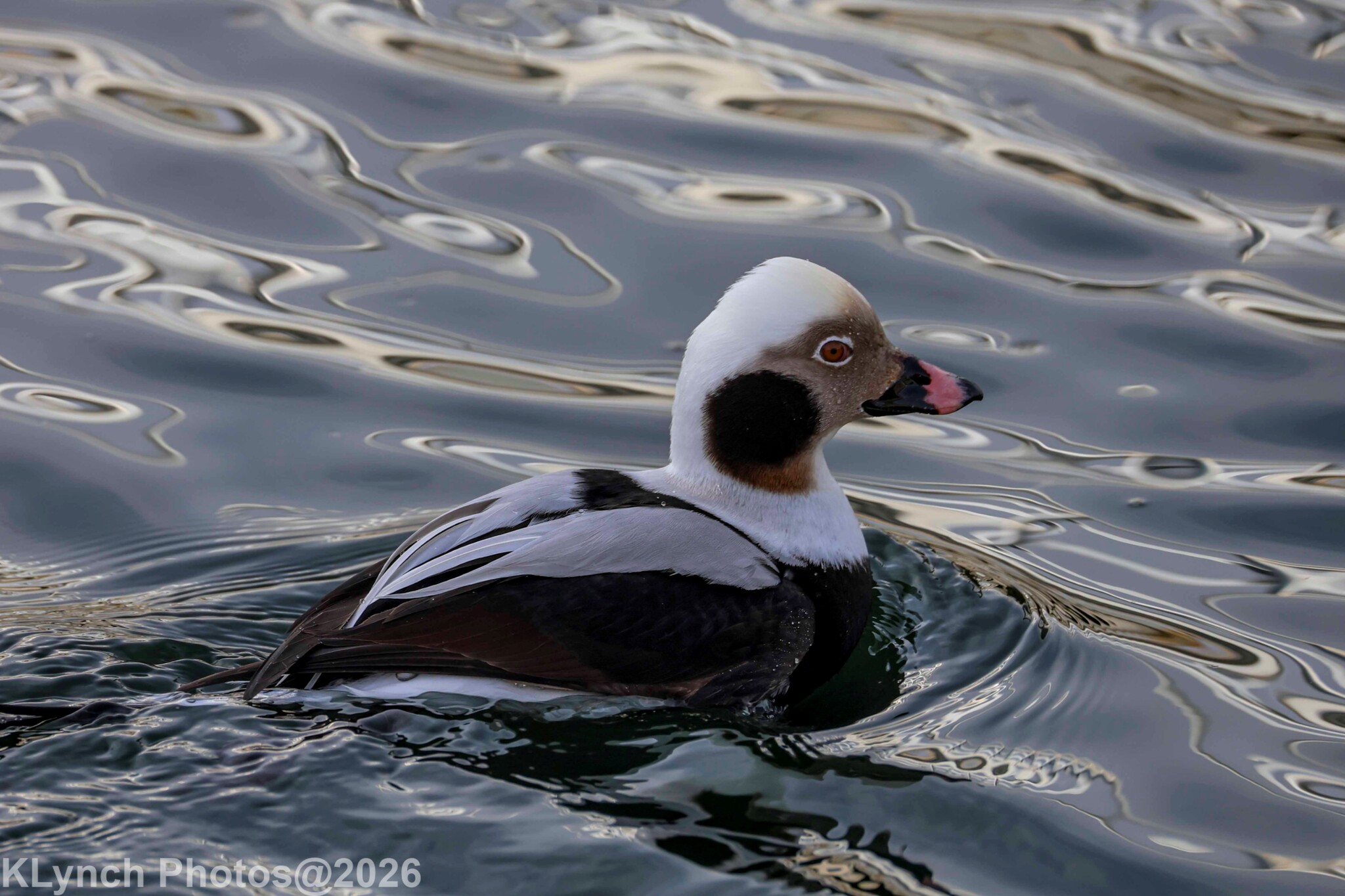 Long-tailed Duck (Clangula hyemalis), photo 8