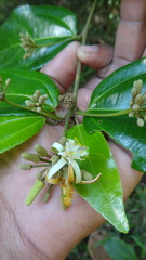 Grewia umbellifera