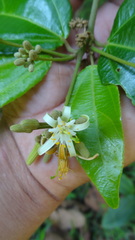 Grewia umbellifera