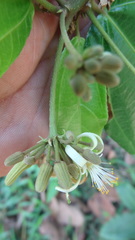 Grewia umbellifera