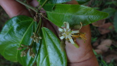 Grewia umbellifera