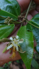 Grewia umbellifera