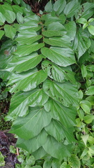 Grewia tiliifolia