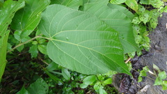 Grewia tiliifolia