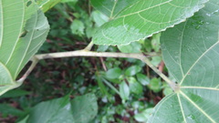 Grewia tiliifolia