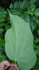 Grewia tiliifolia