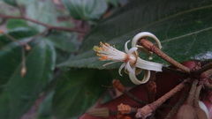 Grewia umbellifera