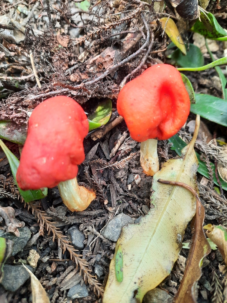 Leratiomyces erythrocephalus · January 2026 · photo: © kirstenbarkla (iNaturalist, cc0)