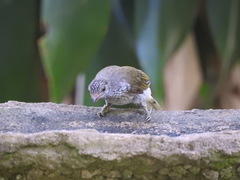 Indicator variegatus