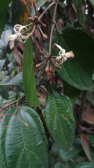 Grewia umbellifera