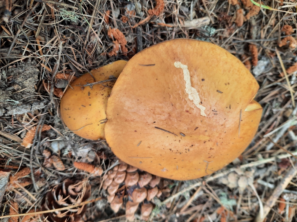 Suillus grevillei · January 2026 · photo: © kirstenbarkla (iNaturalist, cc0)