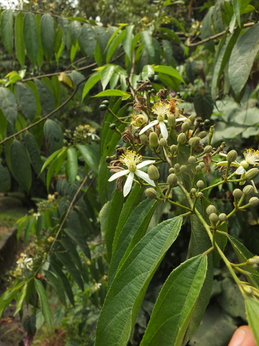 Grewia serrulata