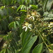 Grewia heterotricha - Photo (c) Siddarth Machado,  זכויות יוצרים חלקיות (CC BY), הועלה על ידי Siddarth Machado