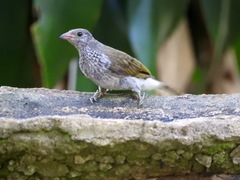 Indicator variegatus