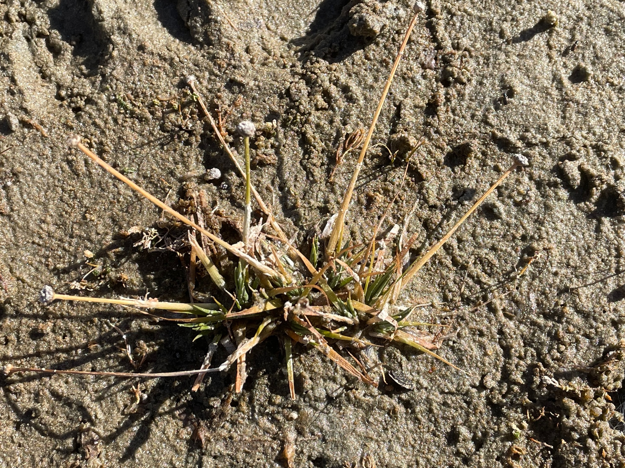 Pipewort (Eriocaulon aquaticum)