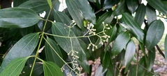 Cinnamomum iners