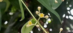Cinnamomum iners