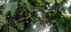 Cinnamomum iners