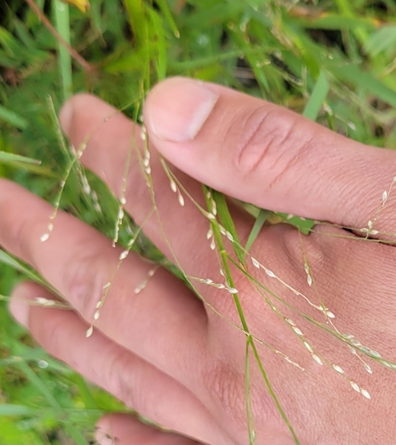 Panicum repens observed 2026-01-03