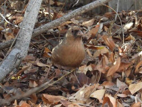 Abert's Towhee (Melozone aberti), photo 2